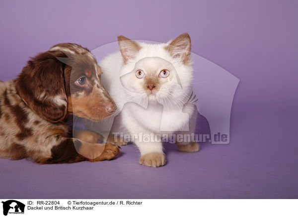 Dackel und Britisch Kurzhaar / teckel and british shorthair / RR-22804