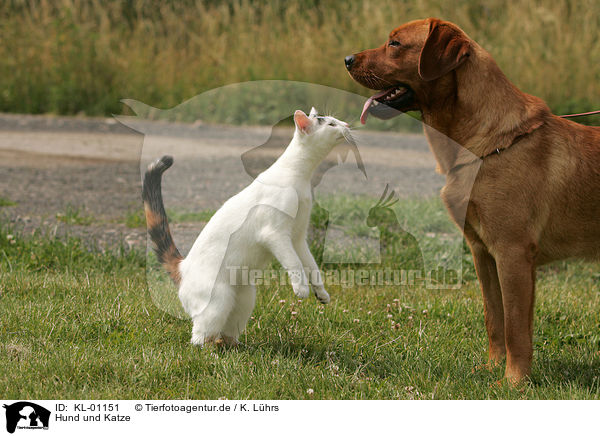 Hund und Katze / KL-01151