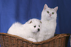 Katze & Spitz Welpe