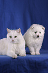 Katze & Spitz Welpe