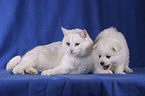 Katze & Spitz Welpe