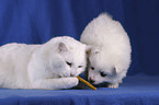 Katze & Spitz Welpe