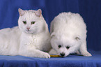 Katze & Spitz Welpe