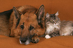 Hund und Katze