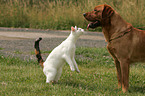 Hund und Katze