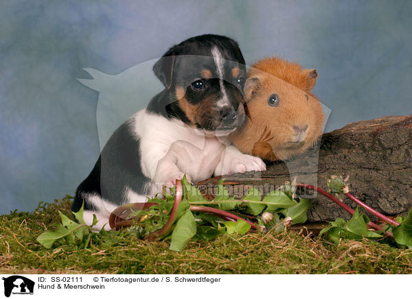 Hund & Meerschwein / dog & guinea pig / SS-02111