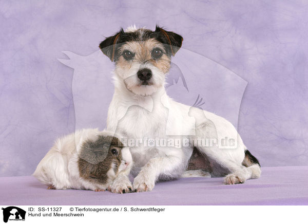 Hund und Meerschwein / SS-11327