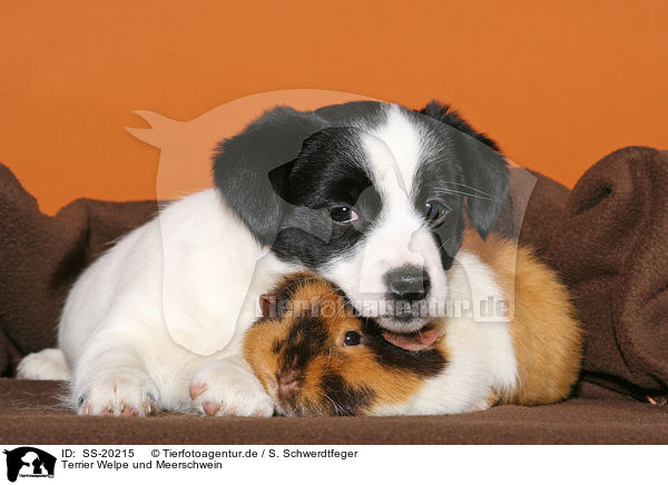 Terrier Welpe und Meerschwein / SS-20215