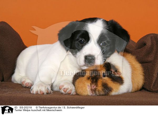 Terrier Welpe kuschelt mit Meerschwein / SS-20218