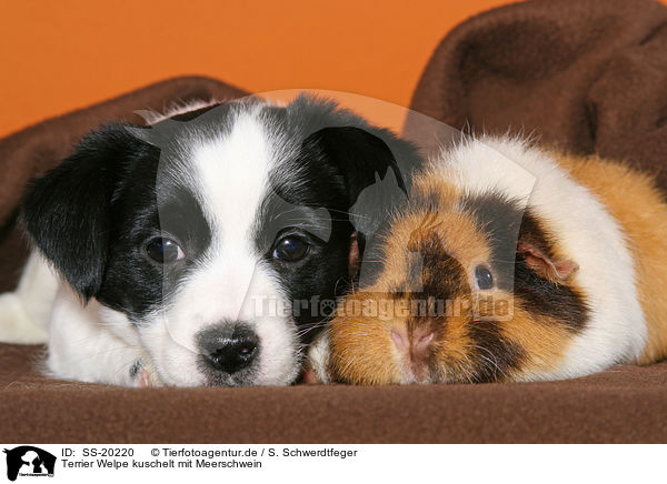 Terrier Welpe kuschelt mit Meerschwein / SS-20220