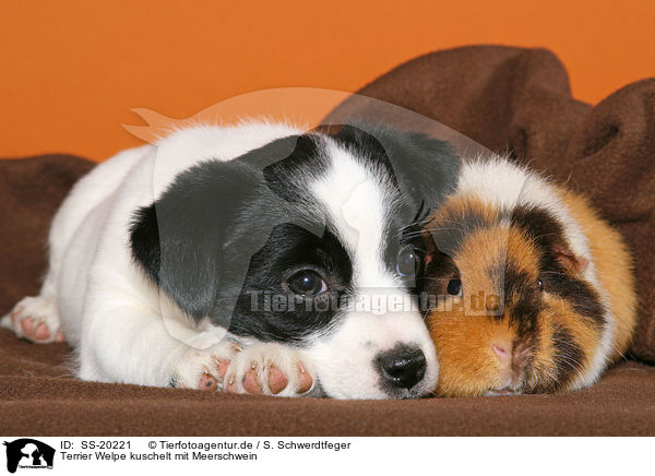 Terrier Welpe kuschelt mit Meerschwein / SS-20221