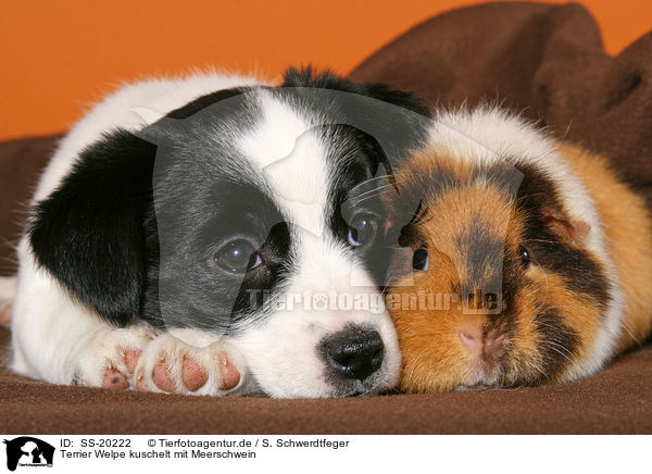 Terrier Welpe kuschelt mit Meerschwein / SS-20222