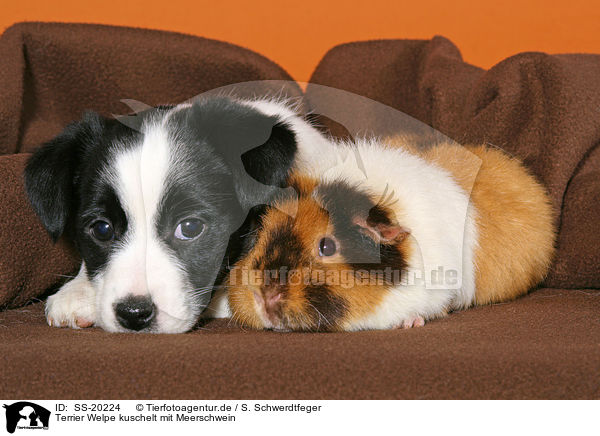 Terrier Welpe kuschelt mit Meerschwein / SS-20224