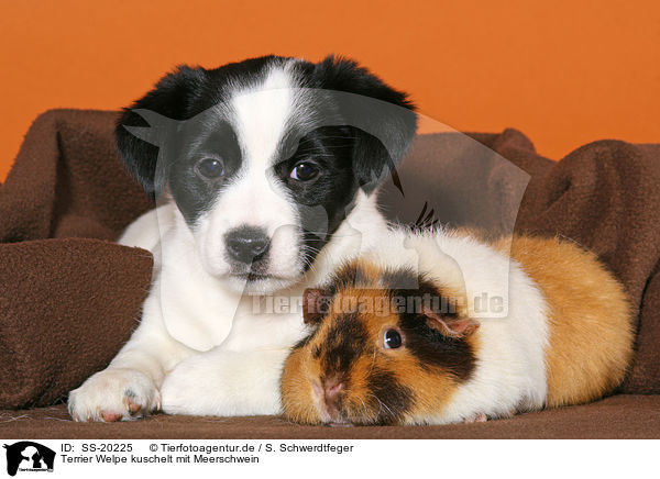 Terrier Welpe kuschelt mit Meerschwein / SS-20225