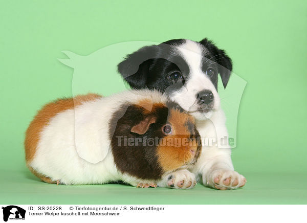 Terrier Welpe kuschelt mit Meerschwein / SS-20228