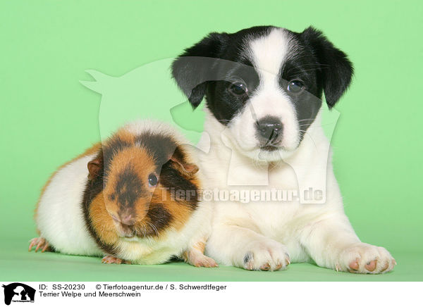 Terrier Welpe und Meerschwein / Mongrel puppy and guinea pig / SS-20230