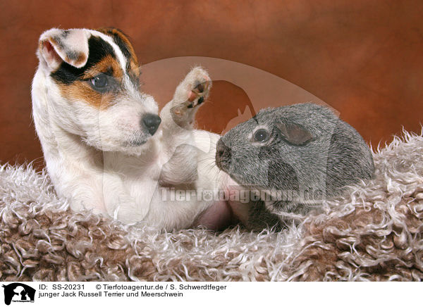 junger Jack Russell Terrier und Meerschwein / SS-20231