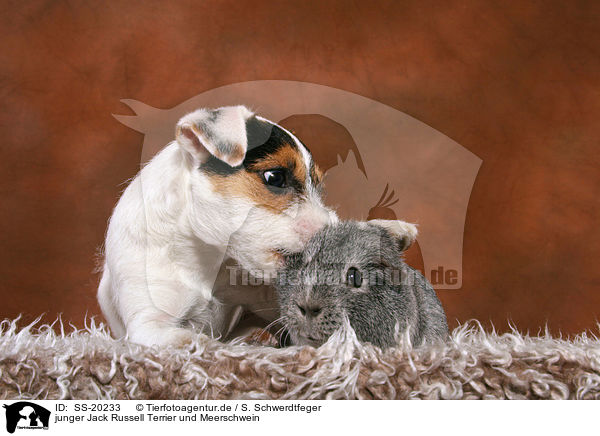 junger Jack Russell Terrier und Meerschwein / SS-20233