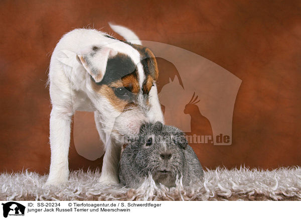 junger Jack Russell Terrier und Meerschwein / SS-20234