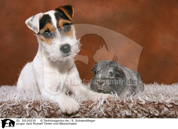 junger Jack Russell Terrier und Meerschwein / SS-20235