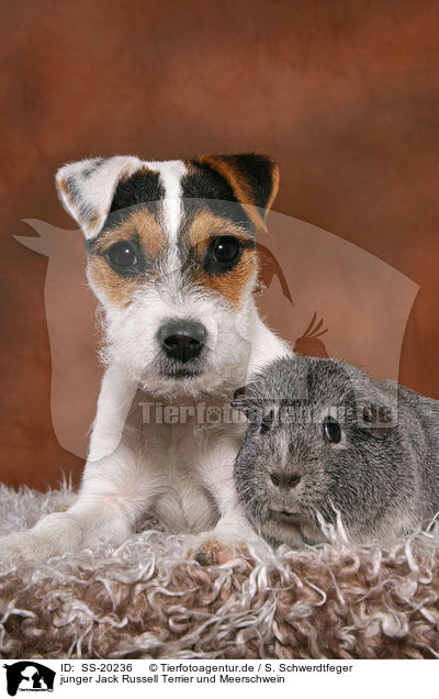junger Jack Russell Terrier und Meerschwein / SS-20236