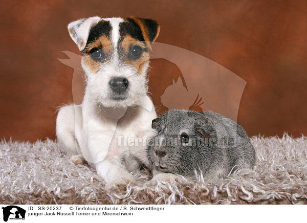 junger Jack Russell Terrier und Meerschwein / SS-20237