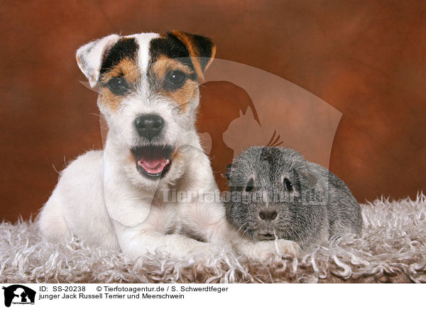 junger Jack Russell Terrier und Meerschwein / SS-20238