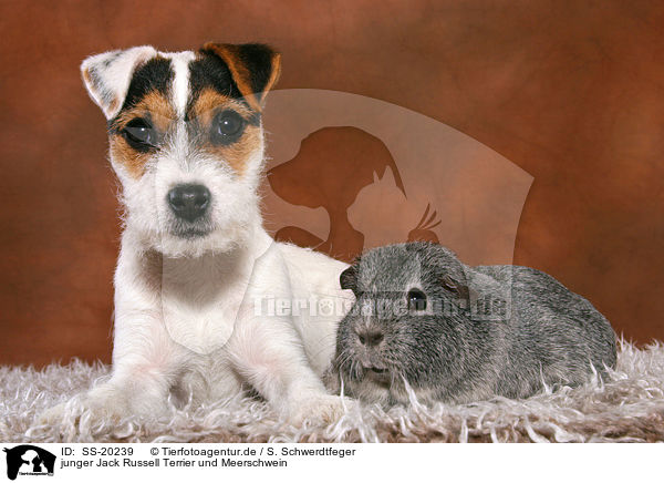 junger Jack Russell Terrier und Meerschwein / SS-20239