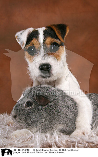 junger Jack Russell Terrier und Meerschwein / SS-20240