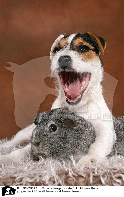 junger Jack Russell Terrier und Meerschwein / SS-20241