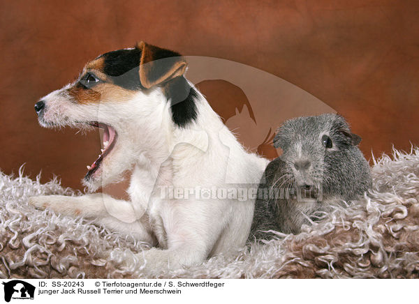junger Jack Russell Terrier und Meerschwein / SS-20243