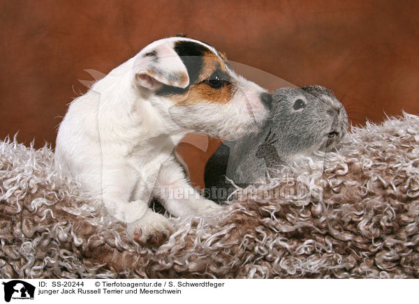 junger Jack Russell Terrier und Meerschwein / SS-20244