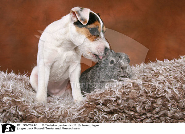junger Jack Russell Terrier und Meerschwein / SS-20246