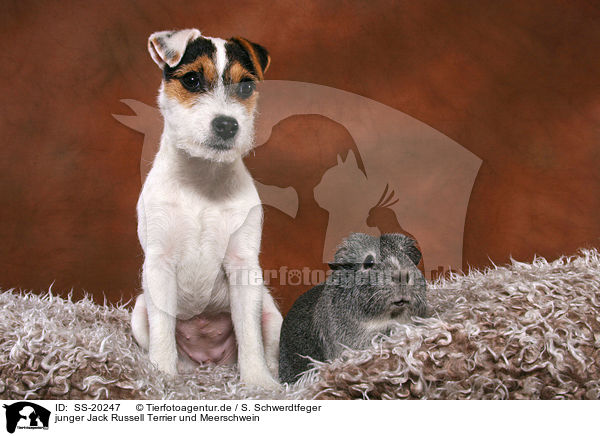 junger Jack Russell Terrier und Meerschwein / SS-20247