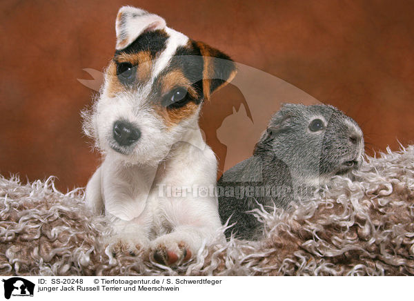 junger Jack Russell Terrier und Meerschwein / SS-20248