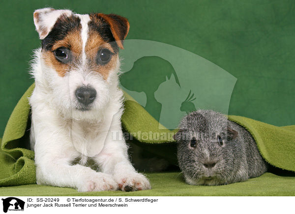 junger Jack Russell Terrier und Meerschwein / SS-20249