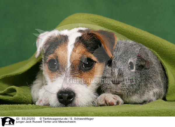 junger Jack Russell Terrier und Meerschwein / SS-20250