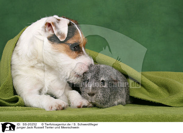 junger Jack Russell Terrier und Meerschwein / SS-20252