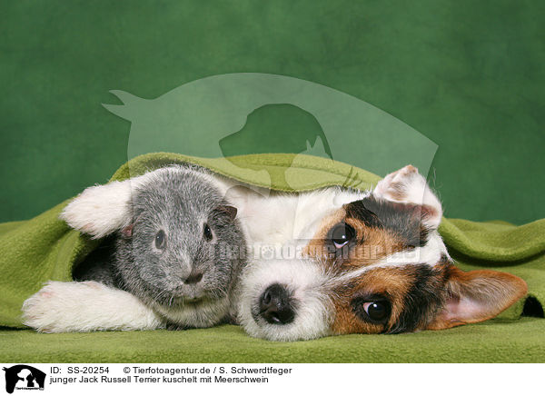 junger Jack Russell Terrier kuschelt mit Meerschwein / SS-20254