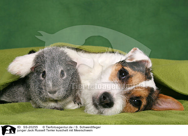 junger Jack Russell Terrier kuschelt mit Meerschwein / SS-20255