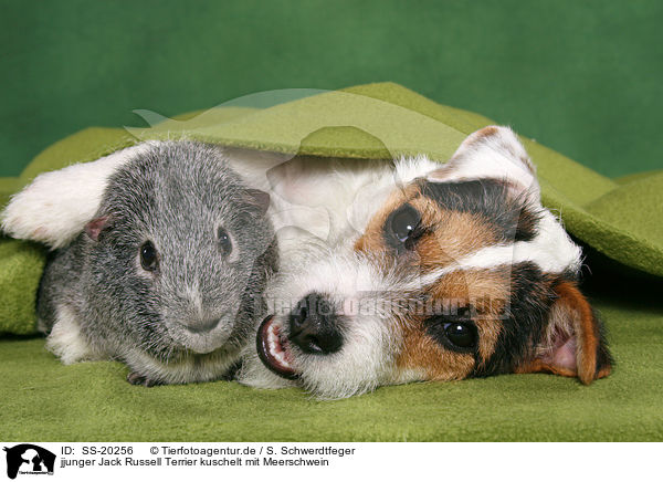 jjunger Jack Russell Terrier kuschelt mit Meerschwein / SS-20256