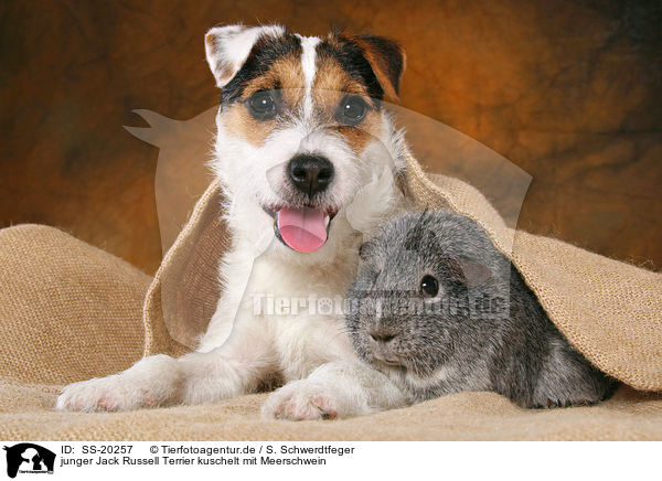 junger Jack Russell Terrier kuschelt mit Meerschwein / SS-20257