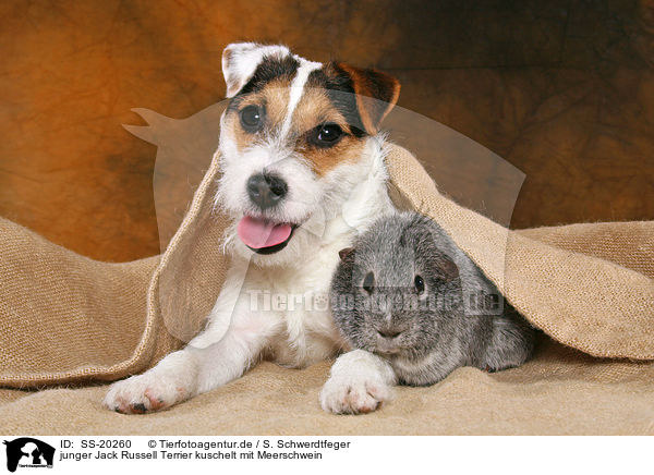 junger Jack Russell Terrier kuschelt mit Meerschwein / SS-20260