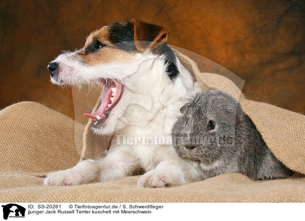 jjunger Jack Russell Terrier kuschelt mit Meerschwein / SS-20261
