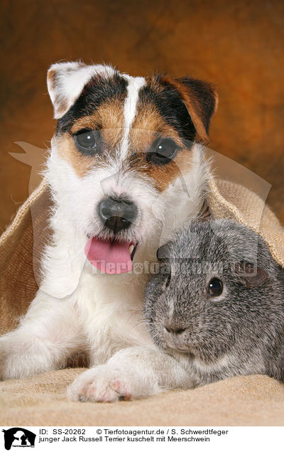 junger Jack Russell Terrier kuschelt mit Meerschwein / SS-20262