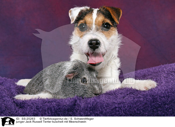junger Jack Russell Terrier kuschelt mit Meerschwein / SS-20263