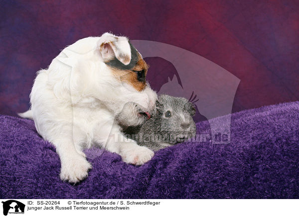 junger Jack Russell Terrier und Meerschwein / SS-20264