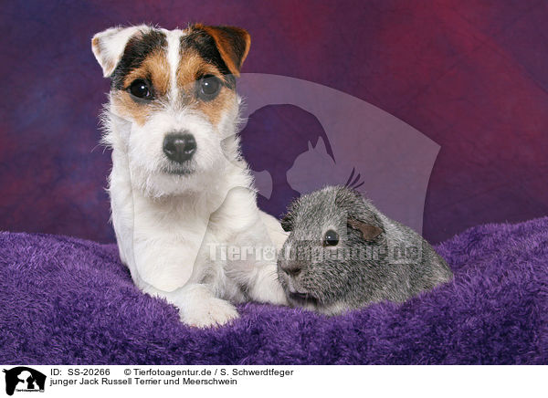 junger Jack Russell Terrier und Meerschwein / SS-20266