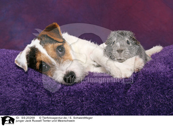 junger Jack Russell Terrier und Meerschwein / SS-20268