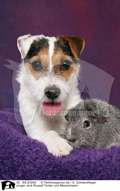 junger Jack Russell Terrier und Meerschwein / SS-20269
